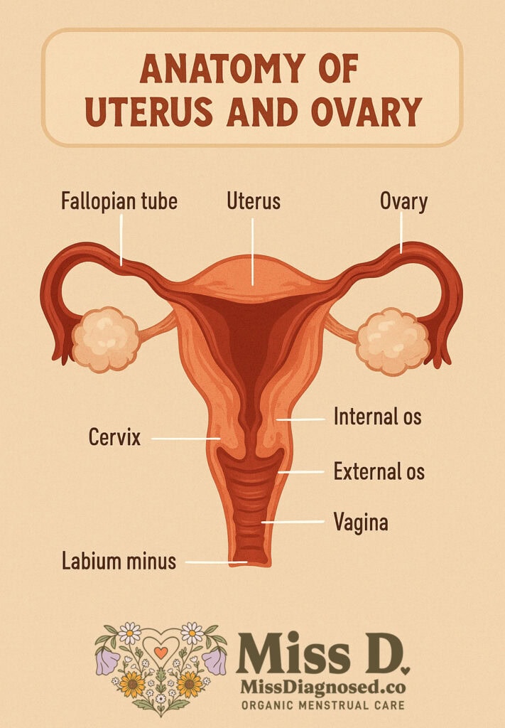 Anatoy of Uterus and Ovary